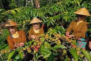 Festival Petik Kopi di Temanggung