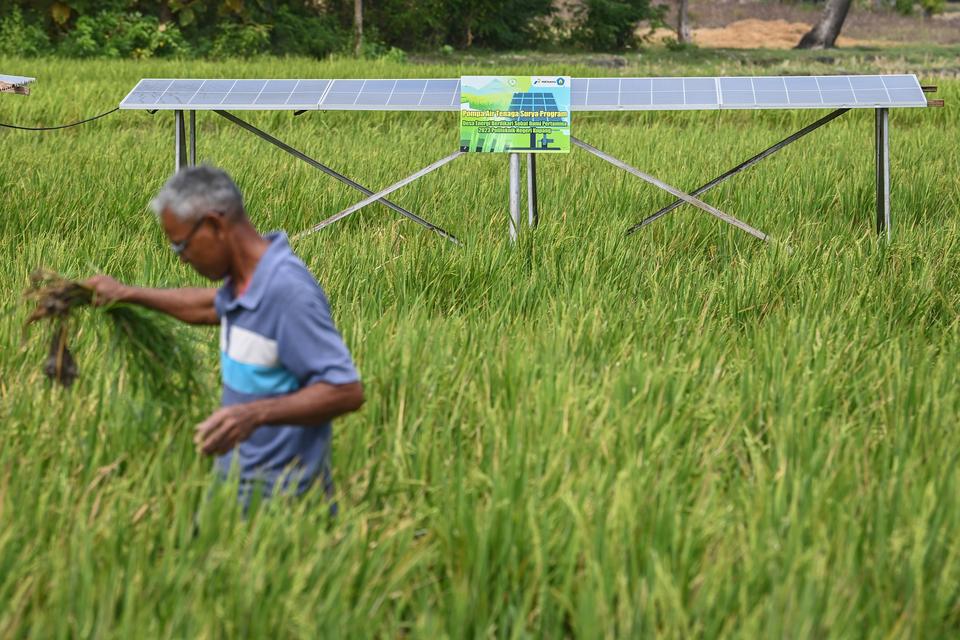 Petani merawat tanaman padinya dengan berlatar belakang instalasi pembangkit listrik tenaga surya (PLTS) untuk mesin pompa air di persawahan Desa Pukdale, Kupang Timur, Kabupaten Kupang, Nusa Tenggara Timur (NTT), Sabtu (29/6/2024). Dua set PLTS yang masi