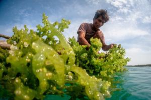 Budidaya rumput laut pascapenutupan tambak udang ilegal Karimunjawa