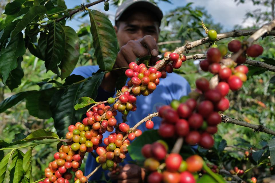 Perubahan Iklim Mengancam Produksi Kopi Dunia, Arabika Punah?