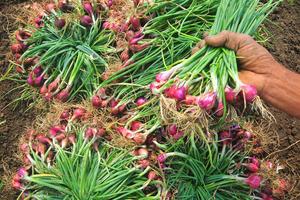 Harga bawang merah di tingkat petani turun