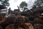 Kemendag tetapkan harga referensi komoditas minyak kelapa sawit