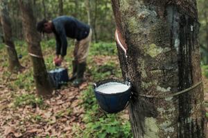 Produksi karet Indonesia turun
