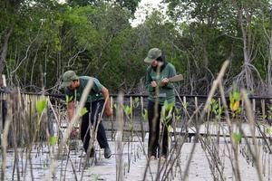 Restorasi pantai mangrove di Teluk Pambang