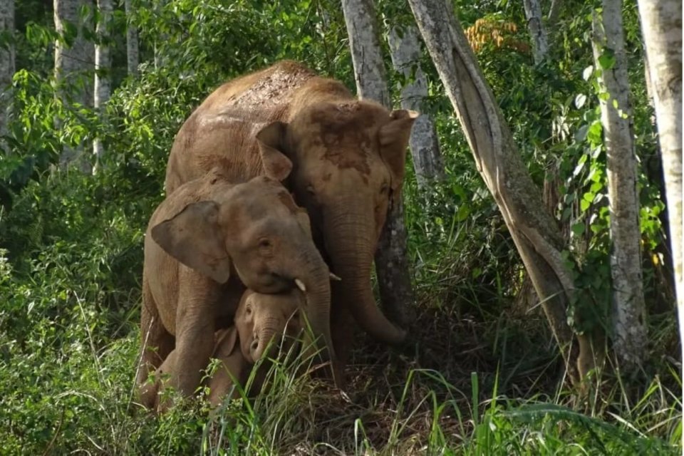 Gajah Kalimantan