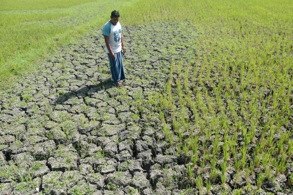 Petani mengamati tanaman padi berumur sekitar dua bulan yang mengalami kekeringan akibat kemarau di desa Pekan Biluy, Kecamatan Darul Kamal, kabupaten Aceh Besar, Aceh, Jumat (12/7/2024). Pemerintah daerah itu mencatat total luas lahan sawah mencapai 25.6