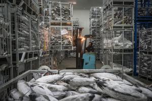 Target produksi perikanan RKP 2025