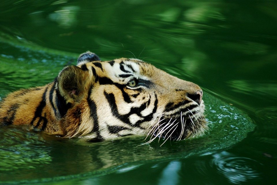 Harimau Malaya