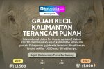 INFOGRAFIK: Gajah Kecil Kalimantan Terancam Punah