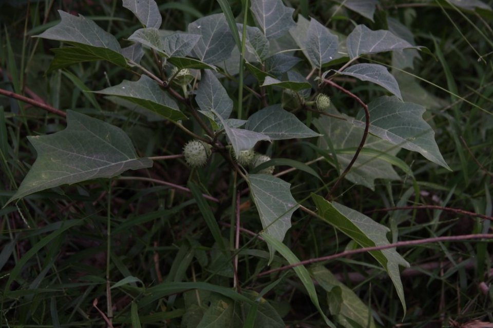 Bahaya buah kecubung.