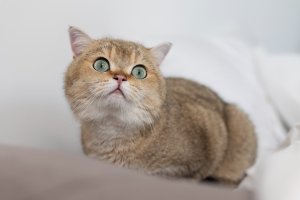Nama Kucing Betina