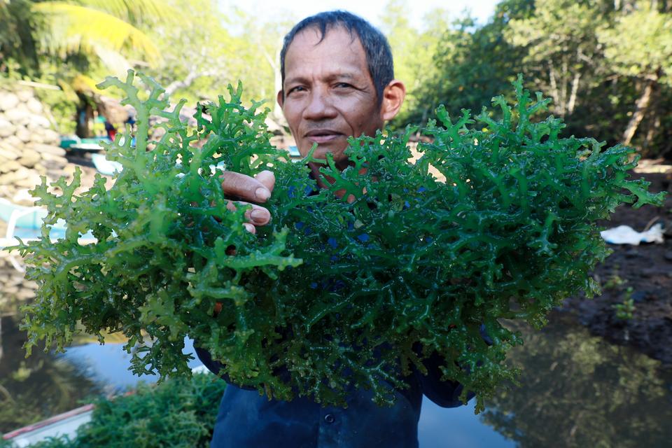 Petani memperlihatkan hasil panen rumput lautnya di desa Bambu, Mamuju, Sulawesi Barat, Jumat (19/7/2024). Rumput laut yang digunakan sebagai bahan makanan dan kosmetik tersebut dijual dengan harga Rp12 ribu - R 20 ribu per kilogram untuk rumput laut deng