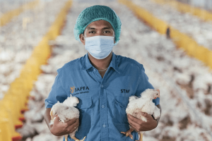 Peternakan Ayam Probiotik Japfa
