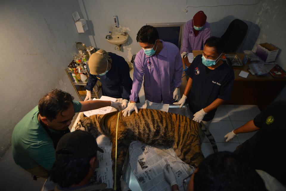 Dokter hewan memeriksa bangkai harimau sumatera (Panthera tigris Sumatrae) sebelum dilakukan nekropsi di UPTD Rumah Sakit Hewan Sumatera Barat, di Padang, Jumat (26/7/2024). BKSDA Sumbar mengevakuasi bangkai harimau betina yang kaki depan kirinya sudah bu