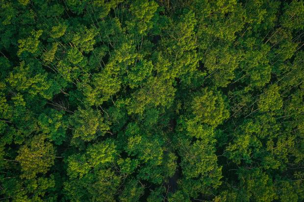 Menhut Cabut Izin Pengelolaan Hutan 18 Perusahaan Seluas 500 Hektare Pekan Ini