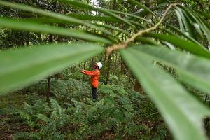 Rehabilitasi lahan bekas tambang nikel