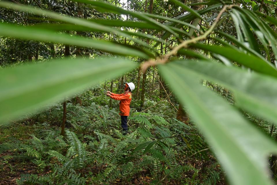 Seorang pengunjung mengamati pepohonan Hutan Himalaya di kawasan pertambangan nikel PT Vale Indonesia di Sorowako, Luwu Timur, Sulawesi Selatan, Jumat (2/8/2024). Hingga akhir Juni 2024, PT Vale Indonesia telah merehabilitasi lahan bekas tambangnya menja