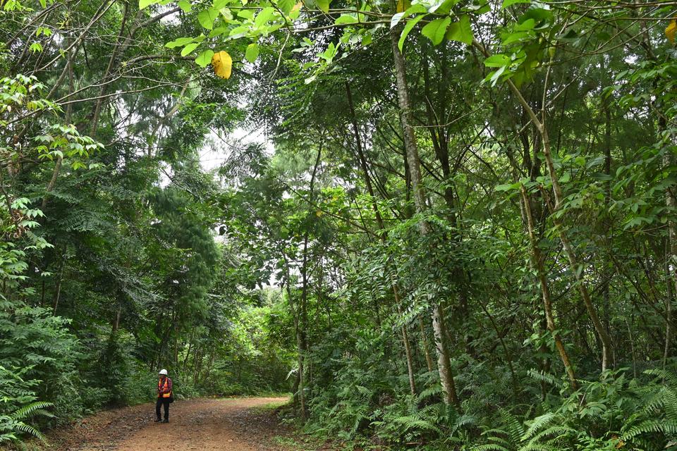 Riset: Hutan Sekunder Sering Diabaikan dalam Upaya Penanganan Iklim