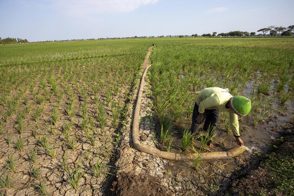 Petani mengairi sawahnya yang kekeringan dengan mesin pompa air di Balongan, Indramayu, Jawa Barat, Senin (12/8/2024). Badan Meteorologi Klimatologi dan Geofisika (BMKG) mengungkapkan sebanyak 51 persen zona musim di Indonesia telah memasuki musim kemarau