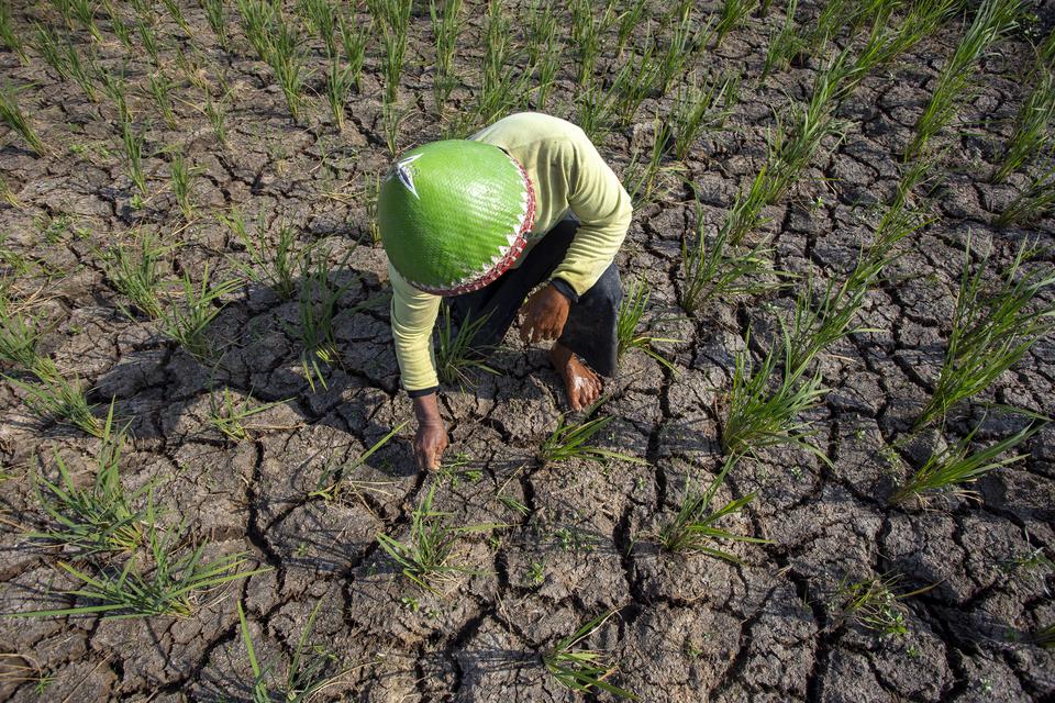 Petani mencabut gulma di lahan sawah miliknya yang mengalami kekeringan di Balongan, Indramayu, Jawa Barat, Senin (12/8/2024). 