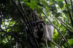 Warisan kopi dari Gunung Karang