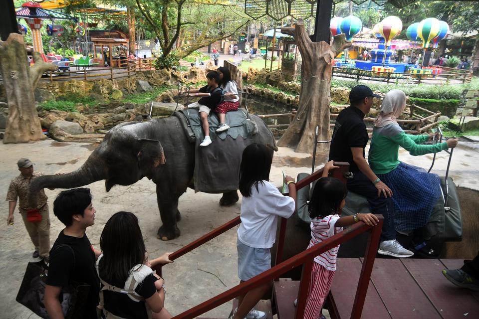 Sejumlah pengunjung antre menunggang gajah Sumatera (Elephas maximus sumatrensis) saat wisata satwa di Taman Safari Indonesia (TSI), Cisarua, Kabupaten Bogor, Jawa Barat, Sabtu (17/8/2024). Wisata satwa TSI Bogor dikunjungi sebanyak 10 ribu pengunjung saa