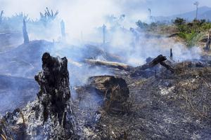 Ladang ilegal di penyangga taman nasional Jambi