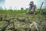 Sawah terdampak kemarau di Jambi