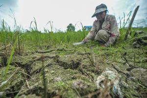 Sawah terdampak kemarau di Jambi