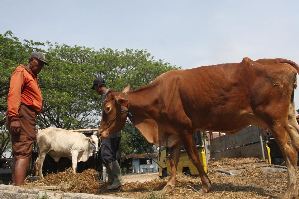 Sapi kementan