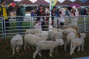 Festival Domba Batur di Dieng