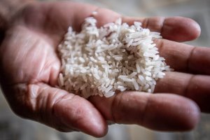 Tetap produktif di lahan rawa