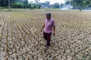 Sawah terdampak kekeringan di Lebak