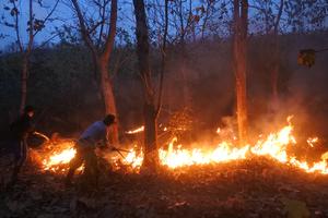 Kebakaran hutan jati Perhutani Situbondo