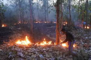 Kebakaran hutan jati Perhutani Situbondo