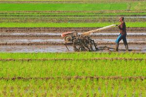 Mentan optimistis produksi beras akan naik