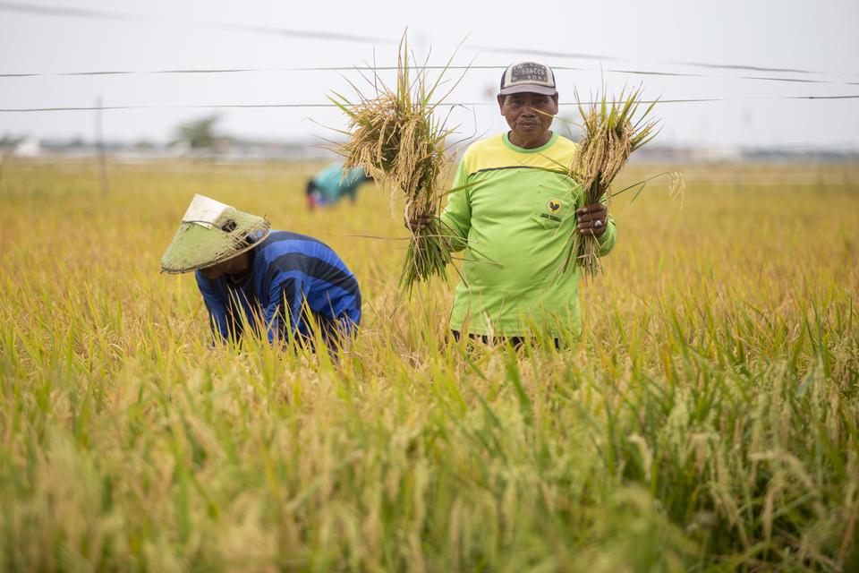 petani, pendapatan petani, ump