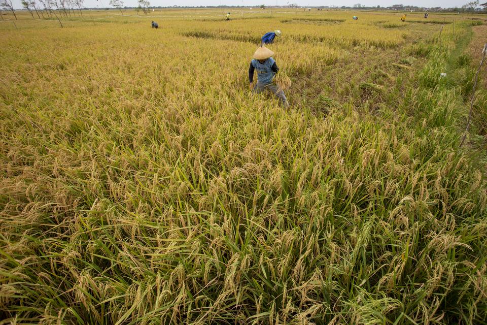 Petani memanen padi di areal sawah Desa Pabean Udik, Indramayu, Jawa Barat, Kamis (29/8/2024). Menteri Pertanian Andi Amran Sulaiman optimis produksi beras nasional pada periode Agustus- Oktober 2024 diproyeksikan mengalami kenaikan mencapai 8,3 juta ton 