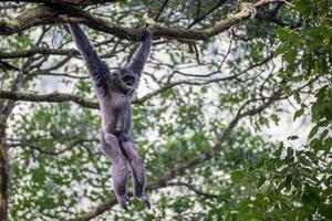 Pemantauan habitat Owa Jawa di Pegunungan Puntang