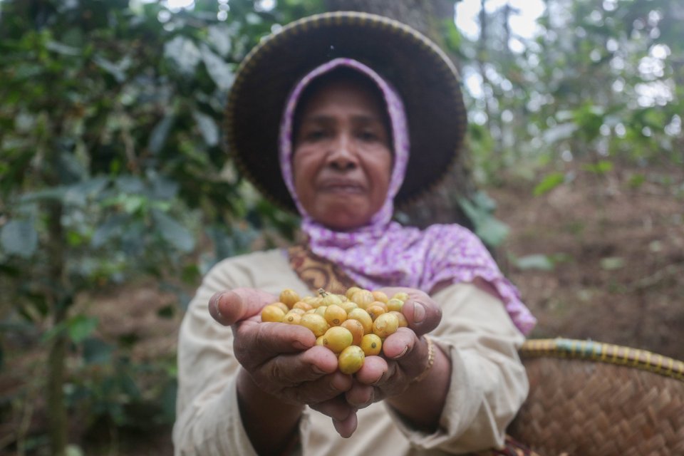 Budidaya Kopi Puntang Wangi