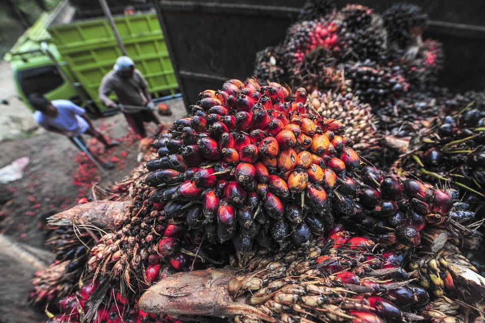 Pekerja memuat tandan buah segar (TBS) kelapa sawit di tempat penampungan hasil (TPH) kelapa sawit Desa Lampisi, Tanjung Jabung Barat, Jambi, Sabtu (7/9/2024). 