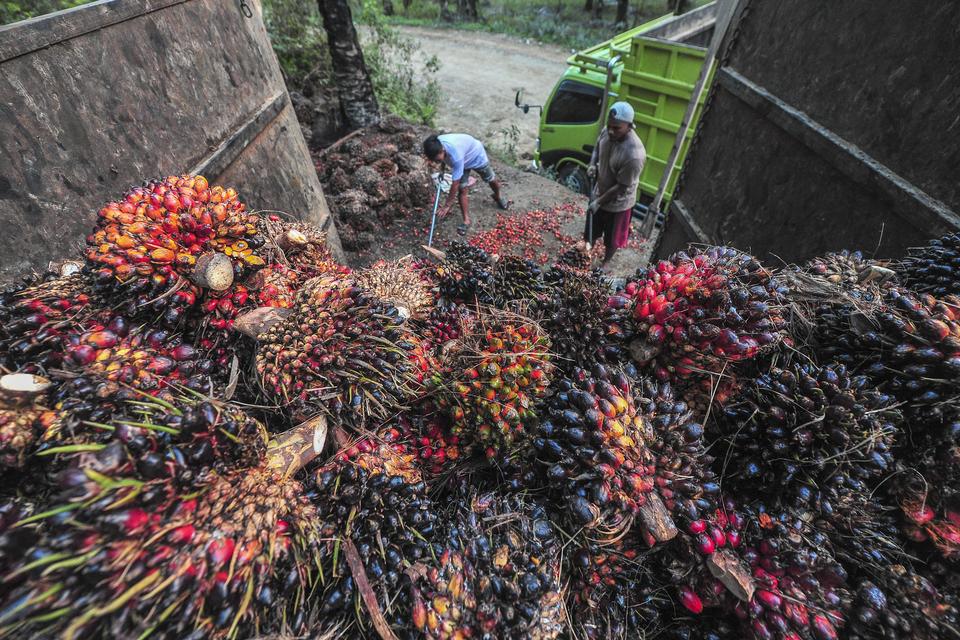 Pekerja memuat tandan buah segar (TBS) kelapa sawit di tempat penampungan hasil (TPH) kelapa sawit Desa Lampisi, Tanjung Jabung Barat, Jambi, Sabtu (7/9/2024). 