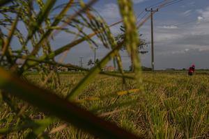 Ribuan hektare sawah di Banten rusak akibat kekeringan