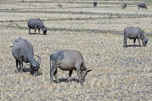 Potensi kekeringan di NTB diprediksi meluas