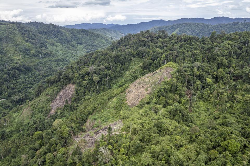 Perpres Prabowo soal Penertiban Kawasan Hutan Disorot karena Kental Militerisme