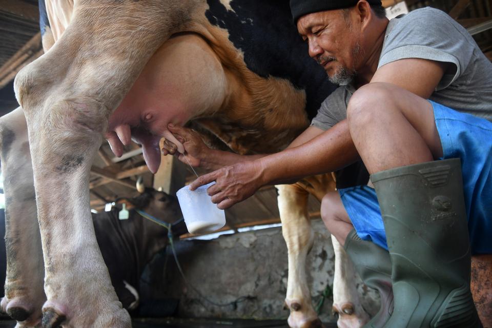 sapi, susu, makan bergizi gratis