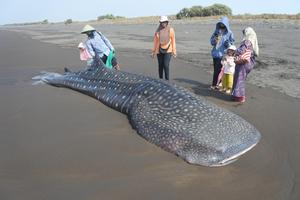 Hiu Tutul terdampar di Jember