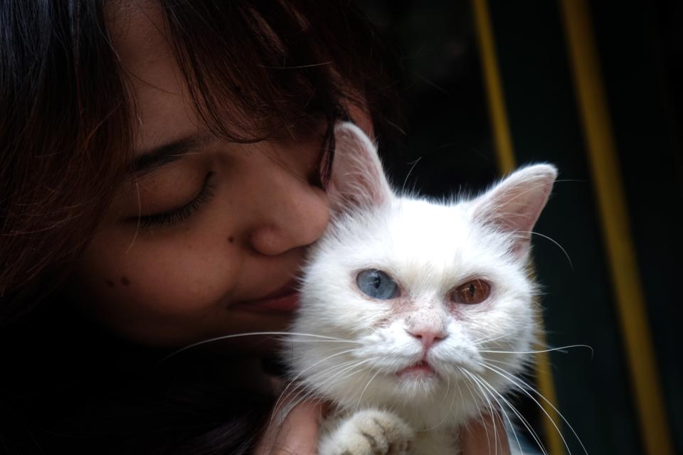 Ide Nama Kucing yang Lucu