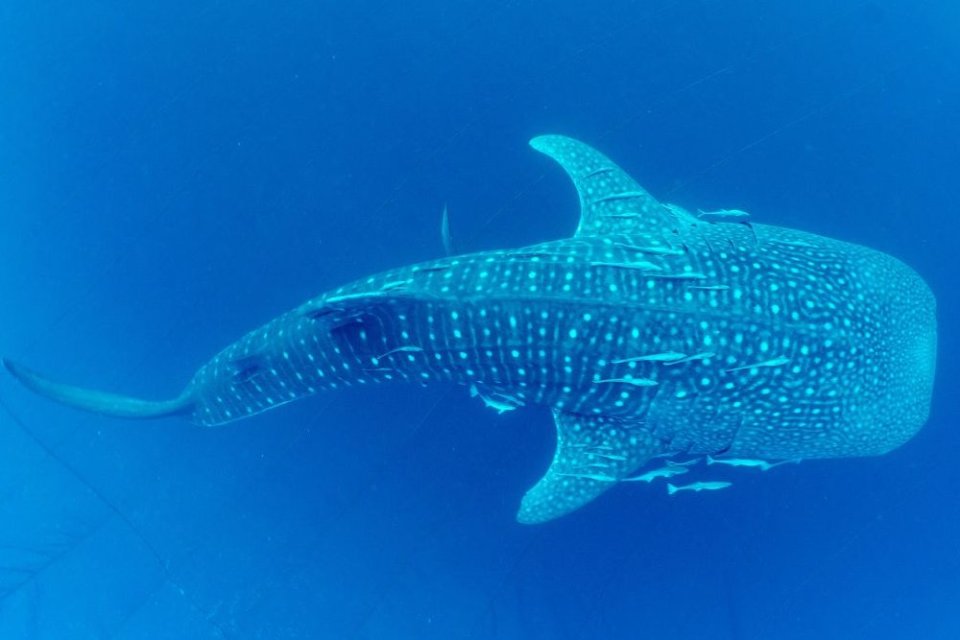 hiu paus, ekosistem laut, ekonomi biru