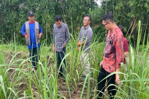LPDB-KUMKM Memberikan Pembiayaan kepada Koperasi Produsen Unit Desa Karangploso